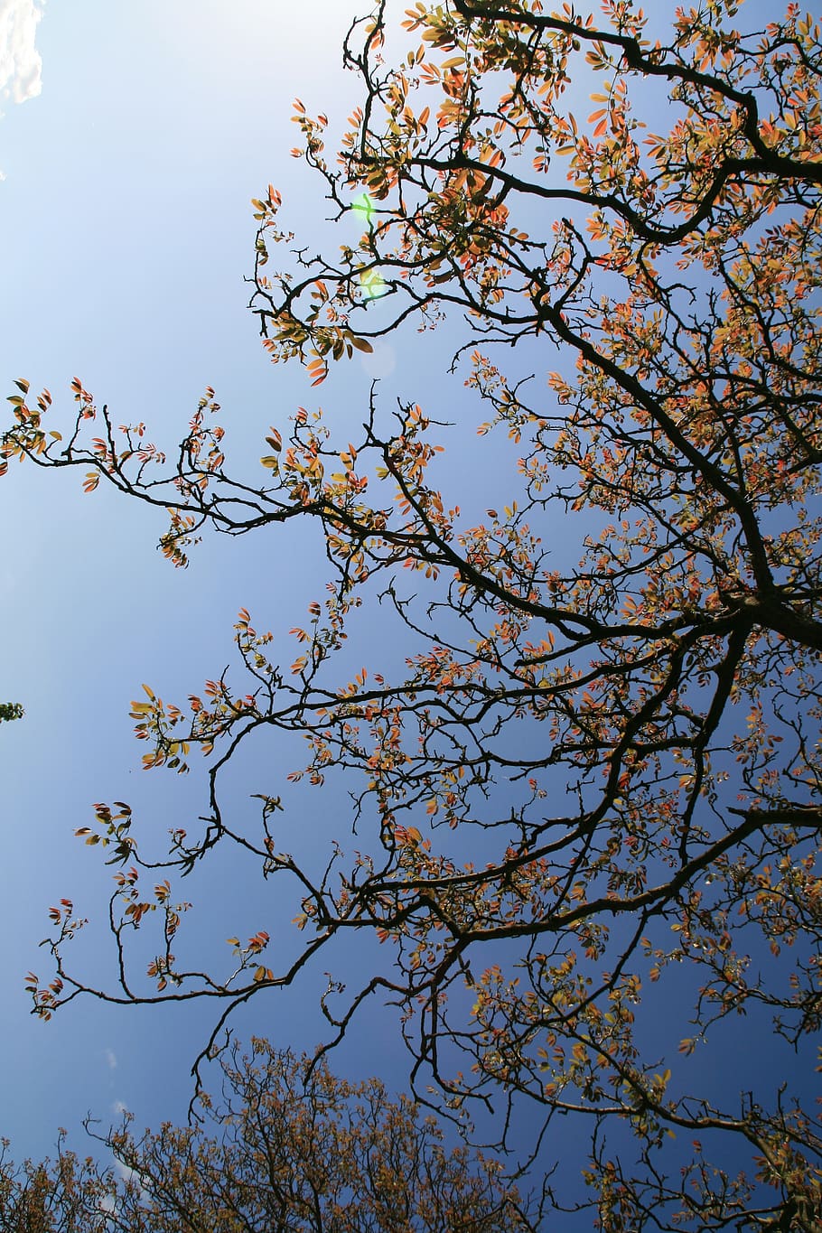 tree, nature, sky, plant, low angle view, branch, beauty in nature HD wallpaper