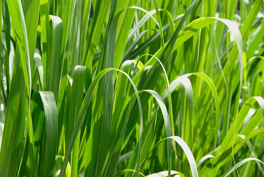 resolution, high, macro, grass, landscapes, nature, green color HD wallpaper