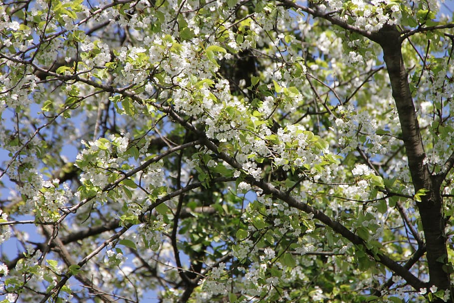 bloom, blossoms, cherry, flowers, nature, spring, tree, plant HD wallpaper
