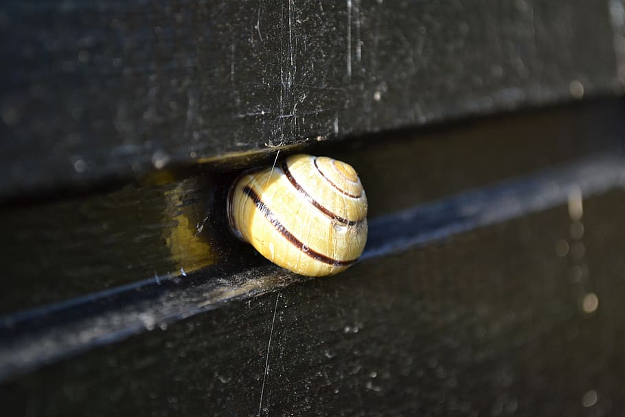 cochlea, shell, snail, cottage, home, mollusc, close-up, wood - Material HD wallpaper