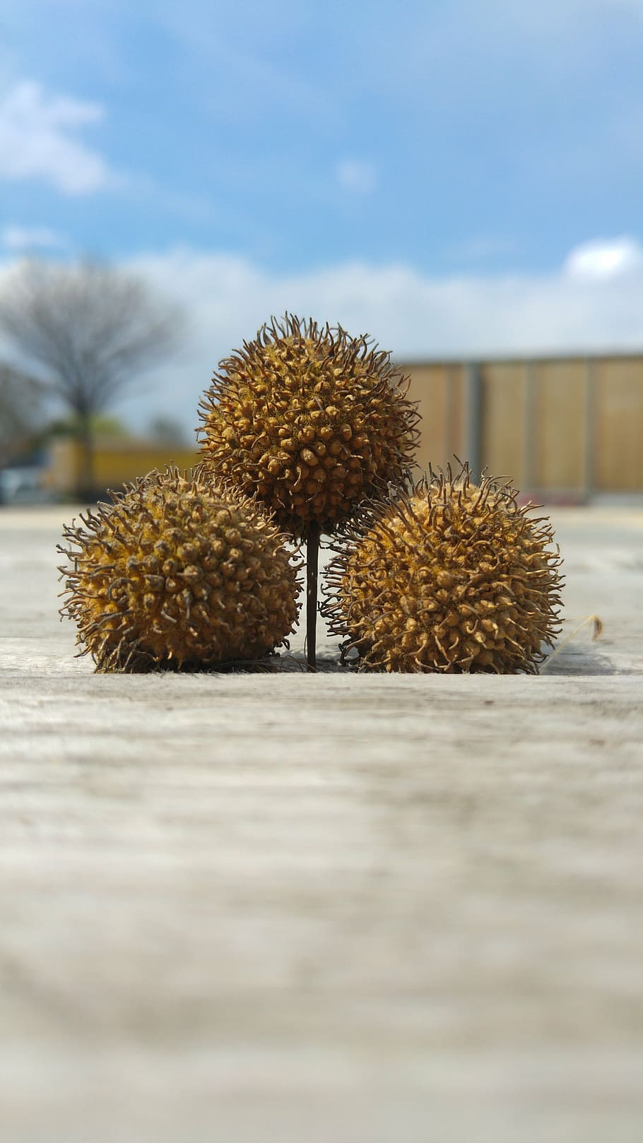 three balls, chestnut, brown, nature, healthy eating, food HD wallpaper