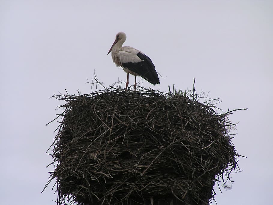 Stork, Nest, Sky, bird, animals in the wild, animal themes HD wallpaper