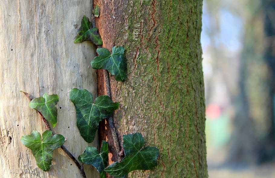 ivy, creeper, tree, nature, leaf, plant, green, composition HD wallpaper