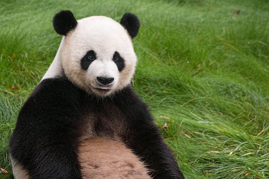 panda sitting on green grass during daytime, animal, asia, cute