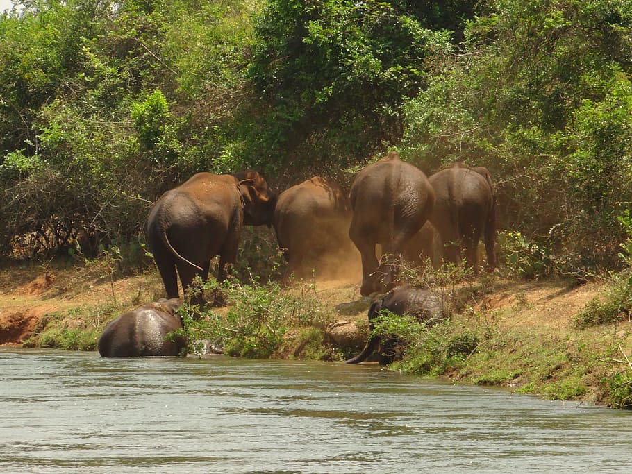 Elephants, Bathing, Herd, bathing elephants, animals in the wild HD wallpaper