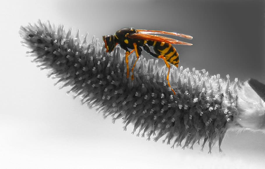 wasp, nature, grass, macro, blossom, bloom, animal themes, one animal HD wallpaper