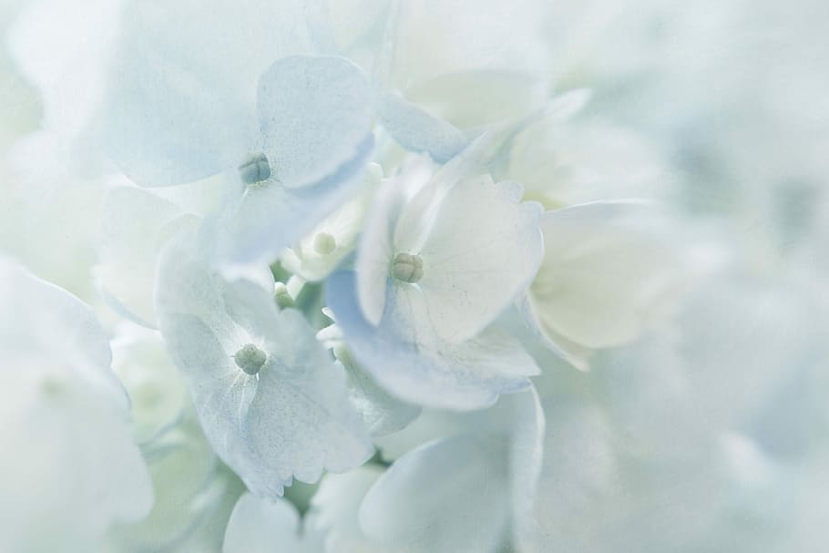 shallow focus photography of white flowers, macro photo of white hydrangeas in bloom HD wallpaper
