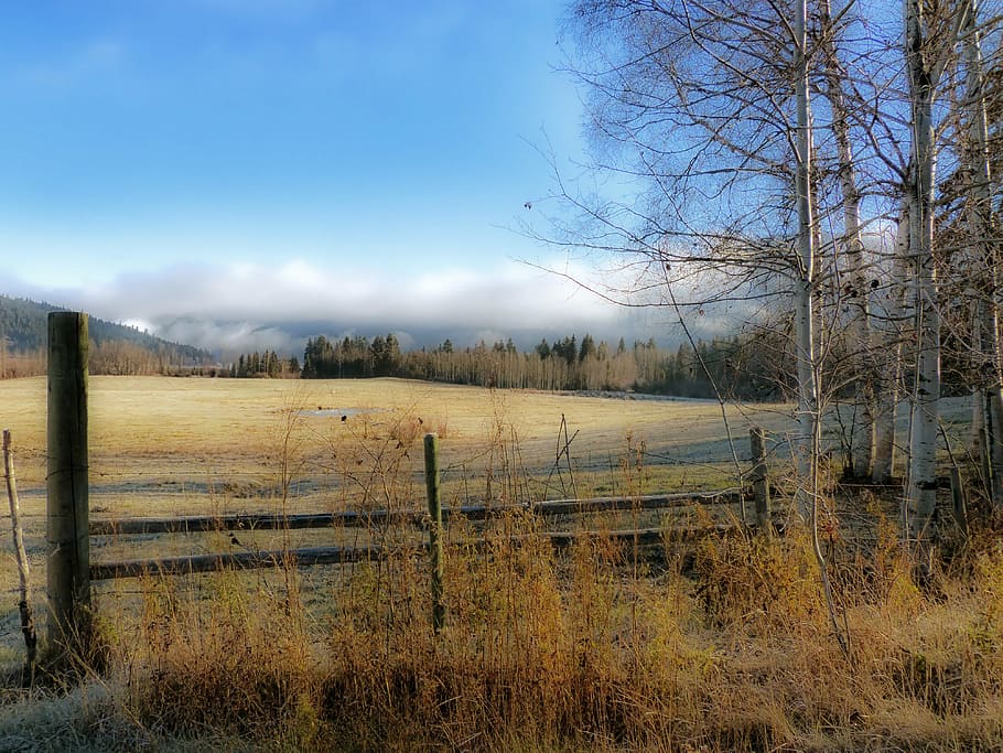 brown grass field with fence and baretree, autumn, fall, trees HD wallpaper