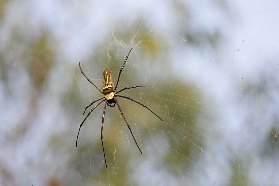 spider, outdoor, trees, green, nature, spiderweb, summer, light HD wallpaper