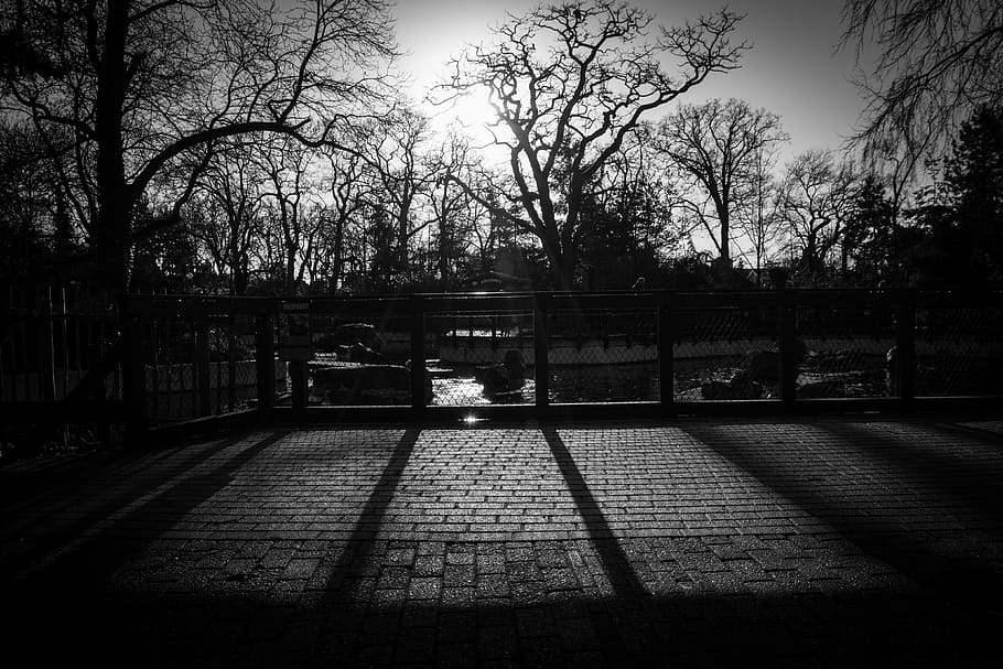 trees, fence, cobblestone, shadows, architecture, plant, building exterior HD wallpaper