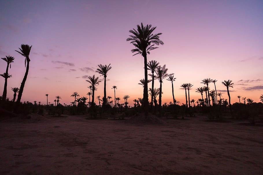 palm trees, sunset, desert, sand, morocco, morrocco, sky, mountains HD wallpaper