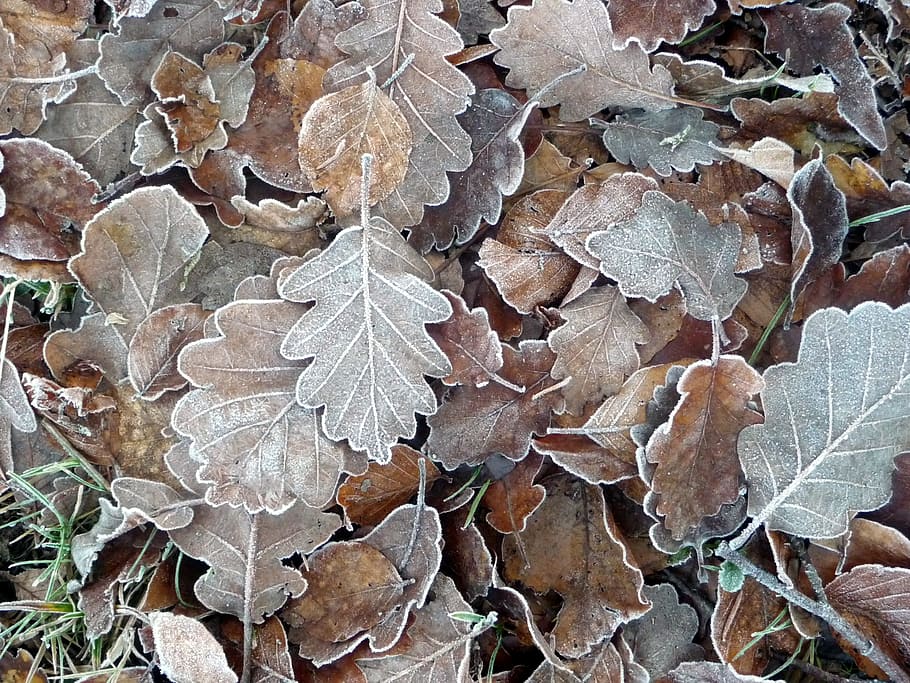 Frozen, Leaves, Forest, Plant, frozen leaves, carpet of leaves, HD wallpaper