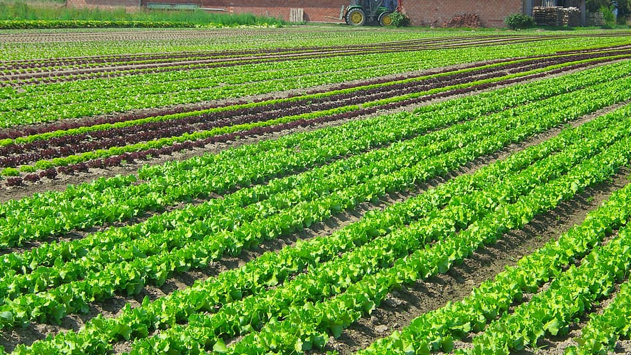 green plants on field, salad, plantation, vegetables, agriculture, HD wallpaper