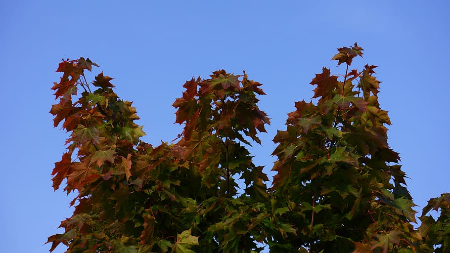 autumn, fall colors, maple, blue sky, tree, plant, low angle view HD wallpaper
