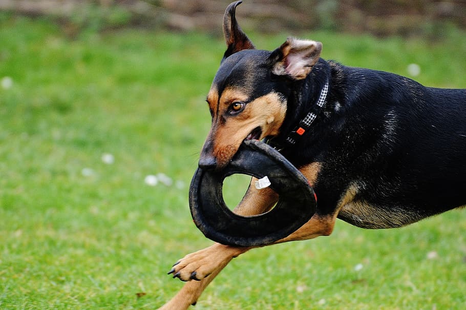 dog, romp, play, meadow, one animal, mammal, animal themes HD wallpaper