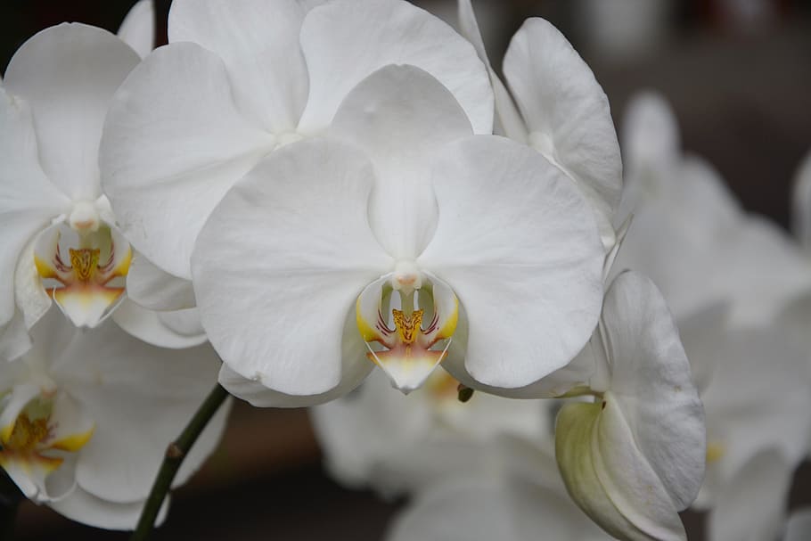 flowers white orchid, plant, offer, decoration, gift, christmas.