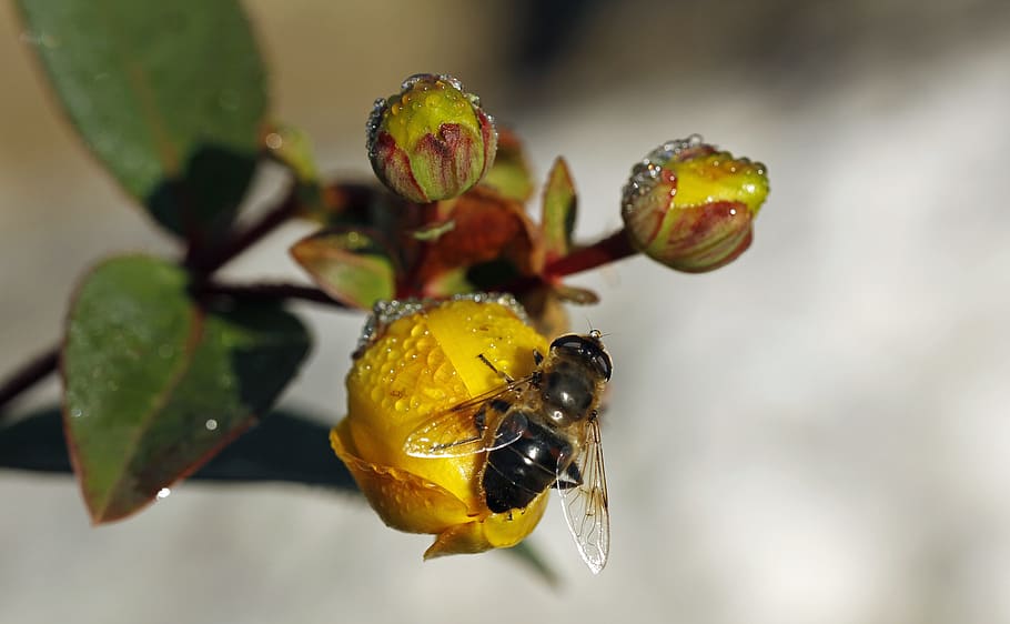 Flower, Bee, Insect, Macro, flowers, plant, nature, garden HD wallpaper
