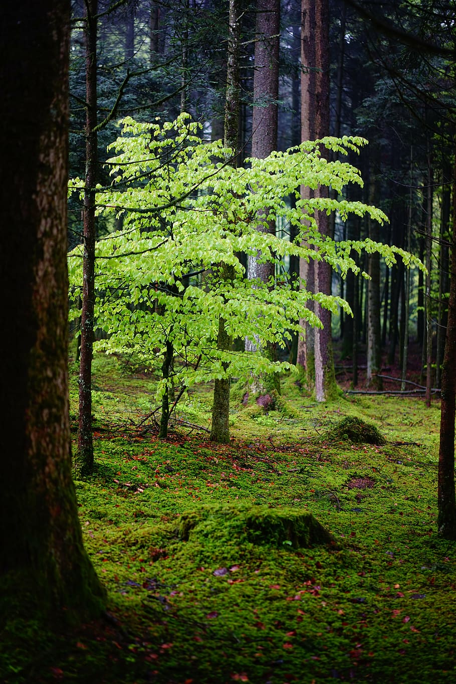 forest, beech, leaves, trees, nature, strains, mood, green HD wallpaper