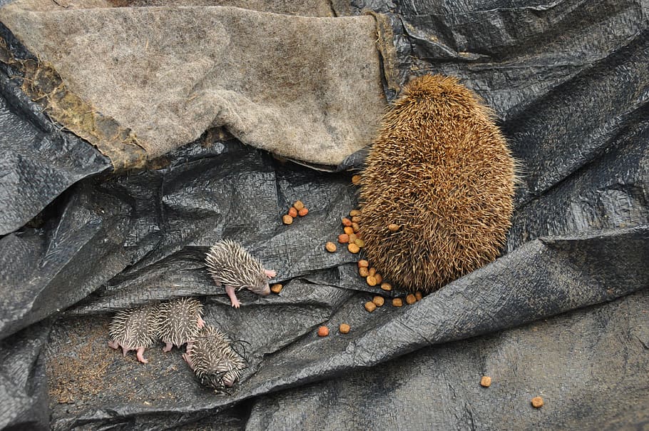 baby hedgehogs, birth, scope, plant part, leaf, no people, high angle view HD wallpaper