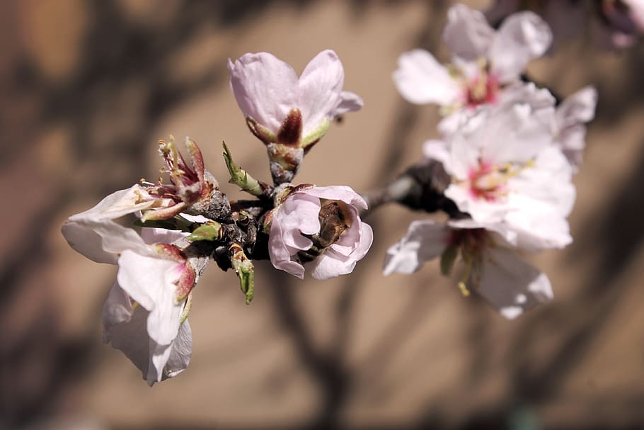 spring, bloom, branch, garden, flowers, nature, pink, romantic HD wallpaper