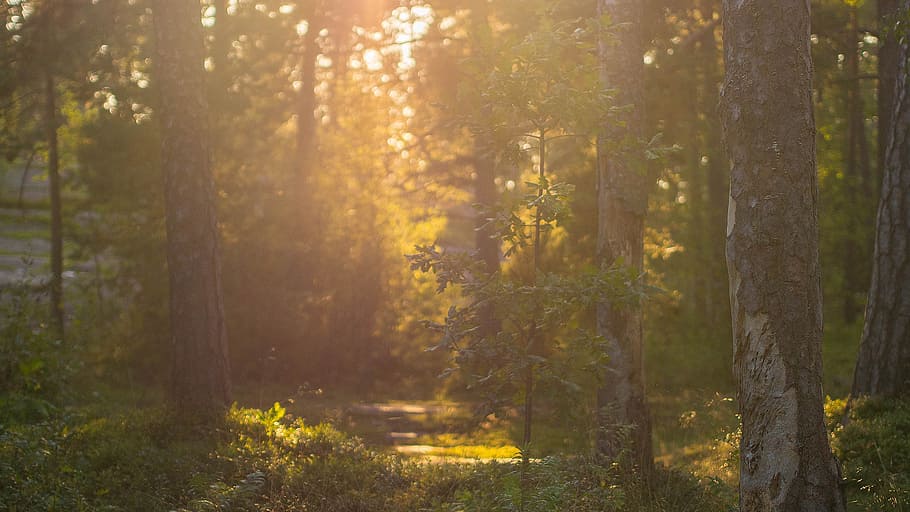green trees, sunset, forest, nature, forest landscape, sunlight HD wallpaper