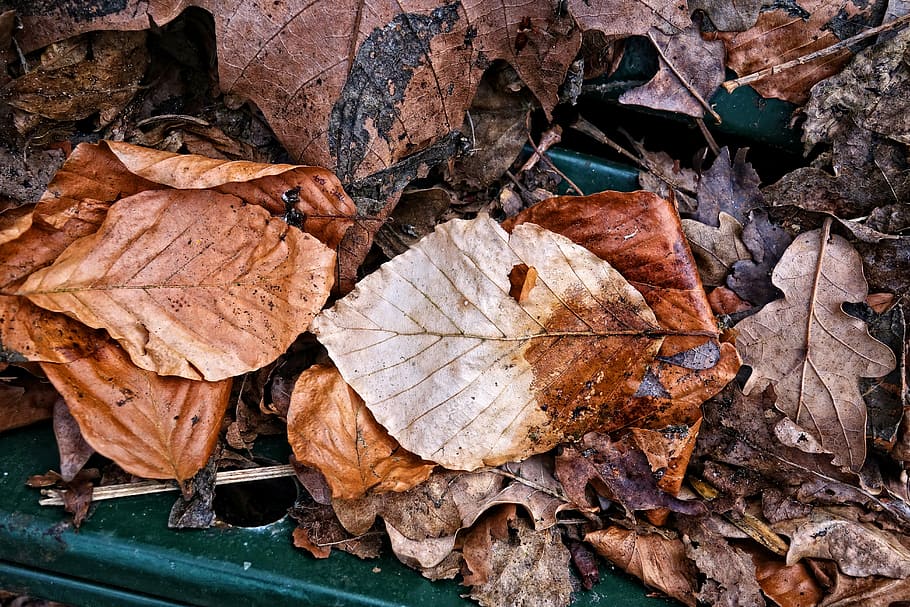 leaf, dead leaf, brown leaf, fallen leaf, dried leaf, vein, HD wallpaper