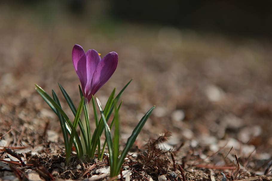 nature, flowers, plants, leaf, outdoors, spring, wildflower HD wallpaper