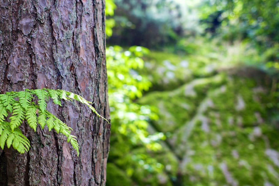 selective focus photography of tree trunk, forest, bark, bokeh HD wallpaper