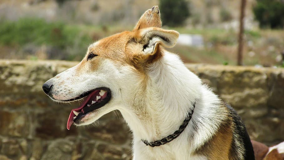 dog, looking, animal, curious, cute dog, guardian, staring HD wallpaper
