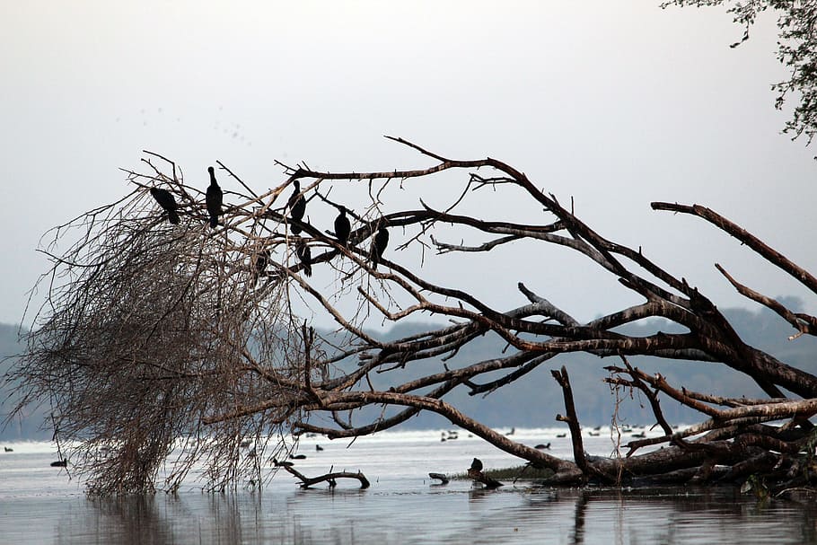 water, bird, tree, nature, lake, summer, white, wildlife, beak HD wallpaper