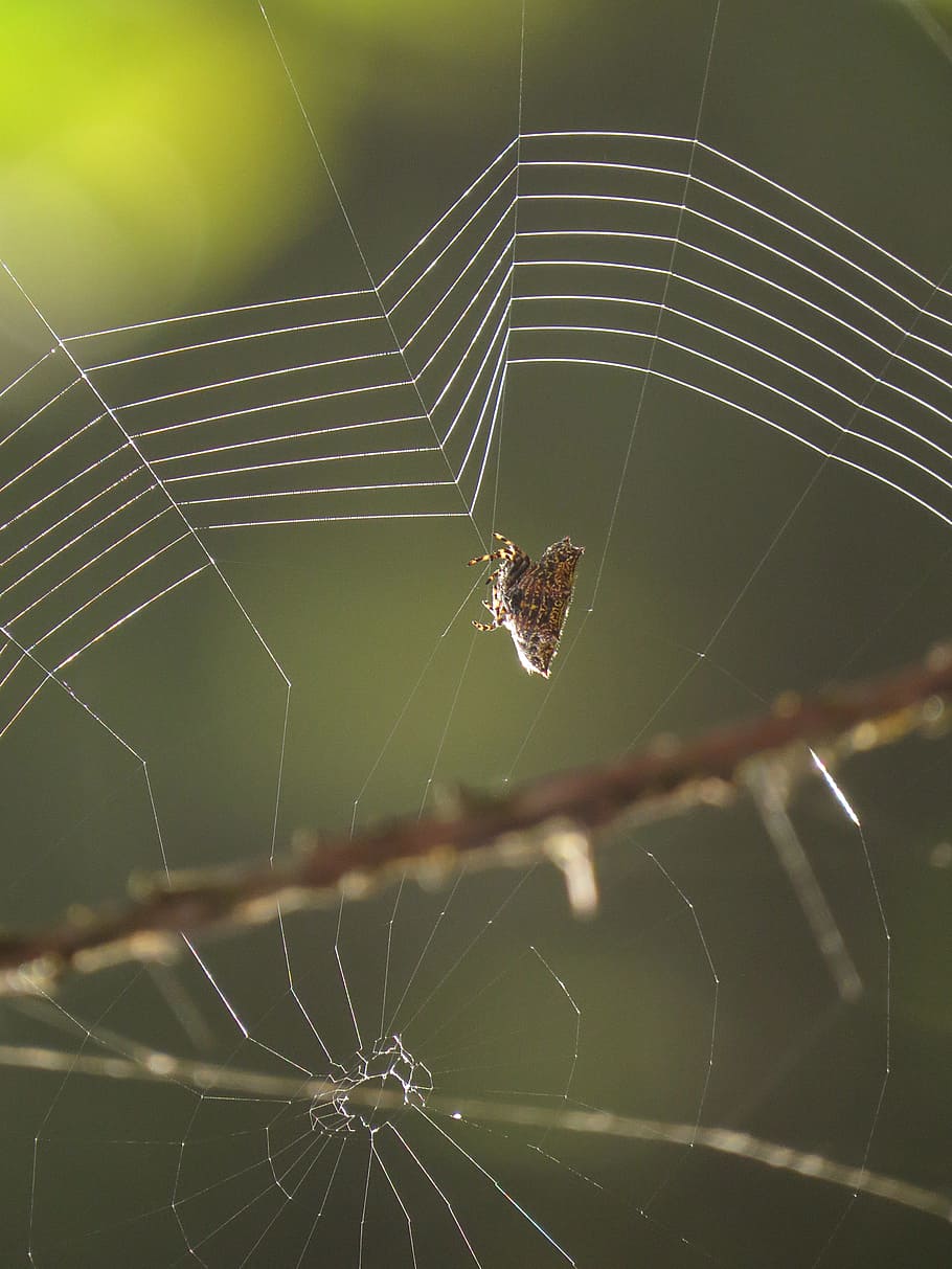 fauna, web, insect, arachnid, armenia, spider web, fragility HD wallpaper