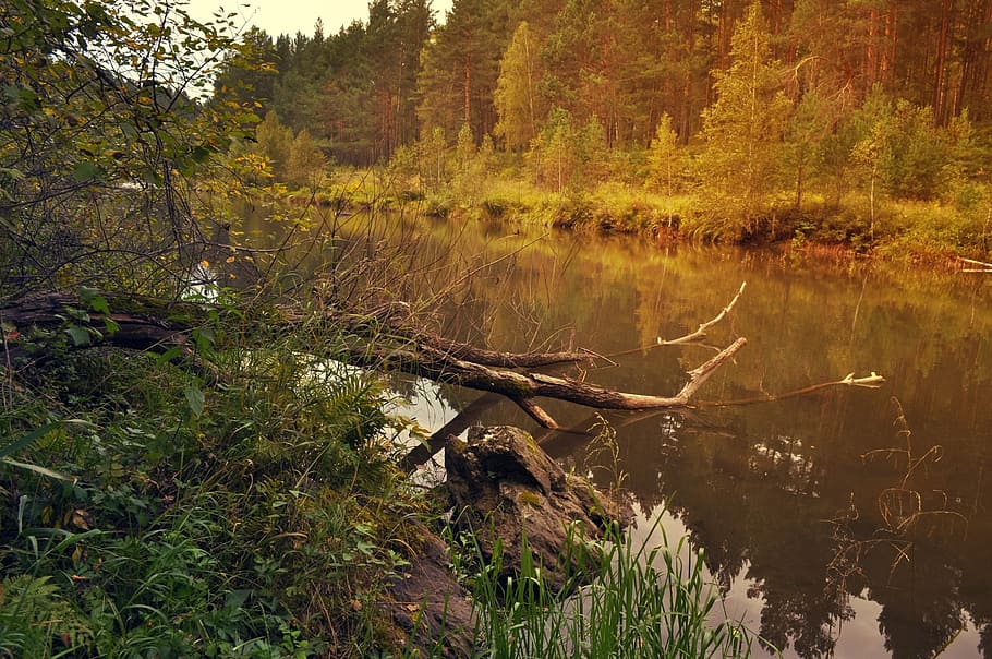 nature, landscape, trees, branches, river, sky, forest, water HD wallpaper