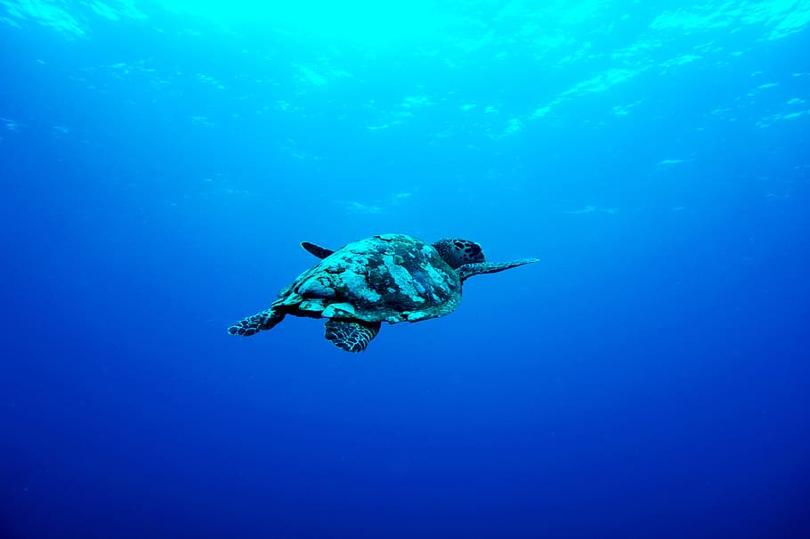 gray turtle swimming under the sea, sea turtle in body of water, HD wallpaper