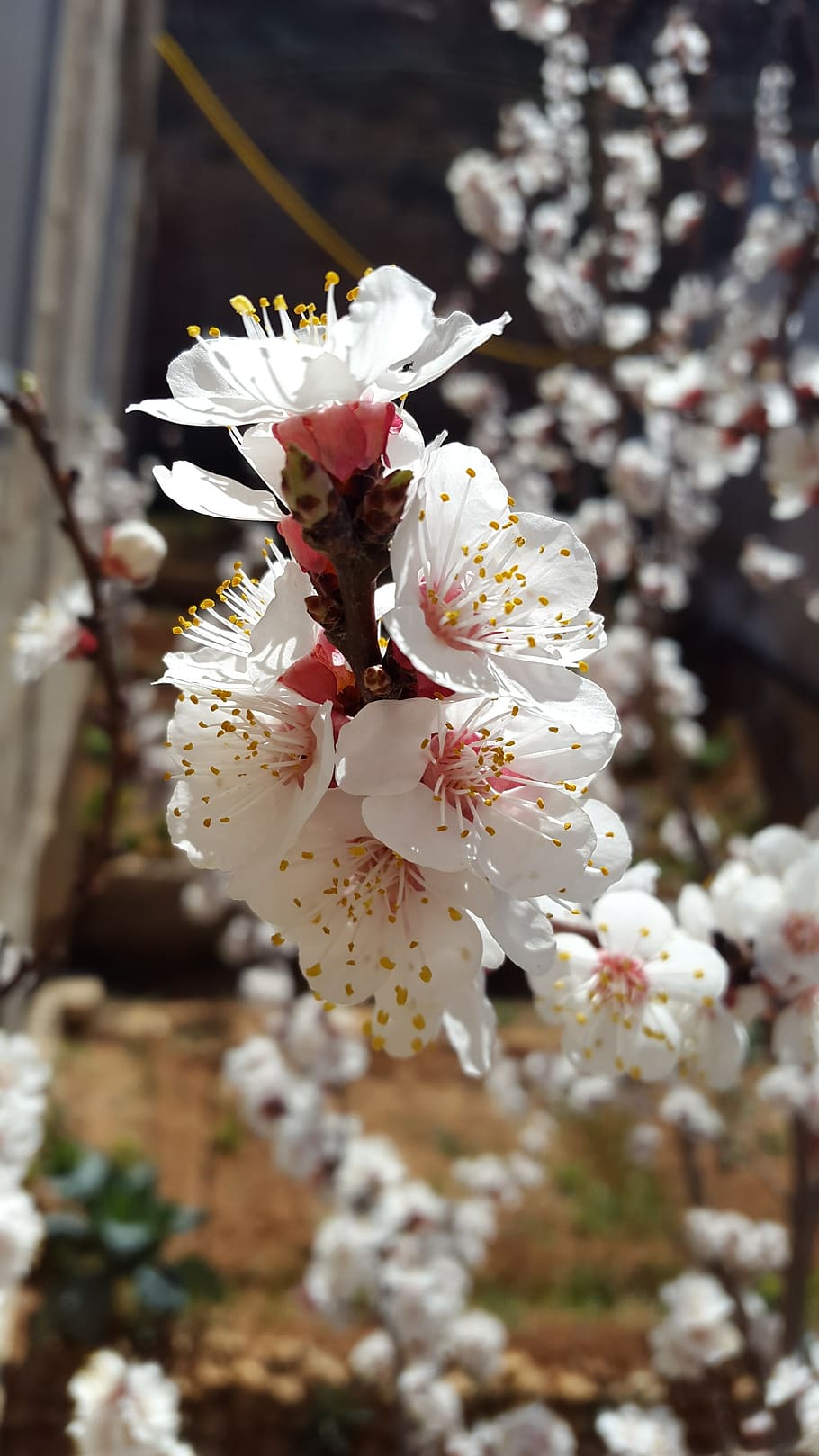 damascus, flowers, blue, white, apricots, fresh, garden, nature HD wallpaper