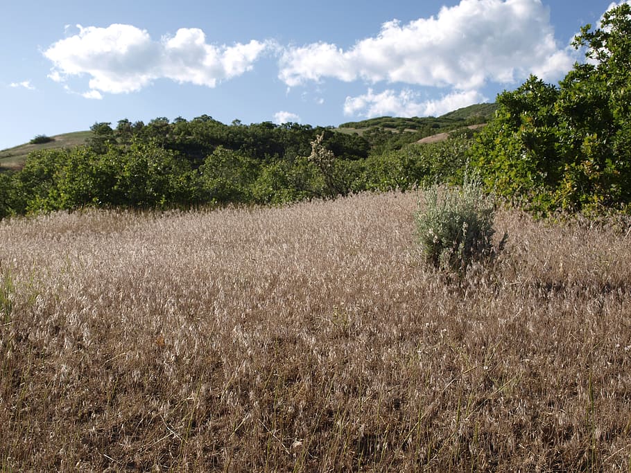 grass, field, landscape, nature, plant, sky, tranquility, growth HD wallpaper