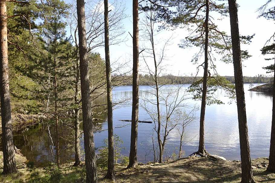 forest lake, water, wilderness, tree, plant, tranquility, tranquil scene HD wallpaper