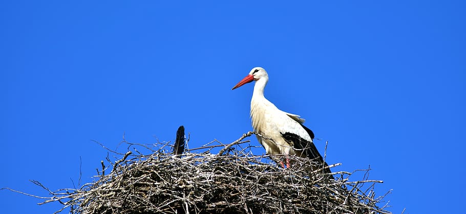 stork, nest, bird, storchennest, rattle stork, sky, breed, wait, HD wallpaper