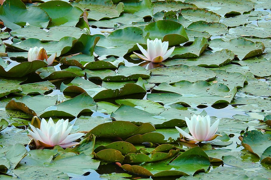 lilies, lake, nature, flower, beauty in nature, flowering plant HD wallpaper