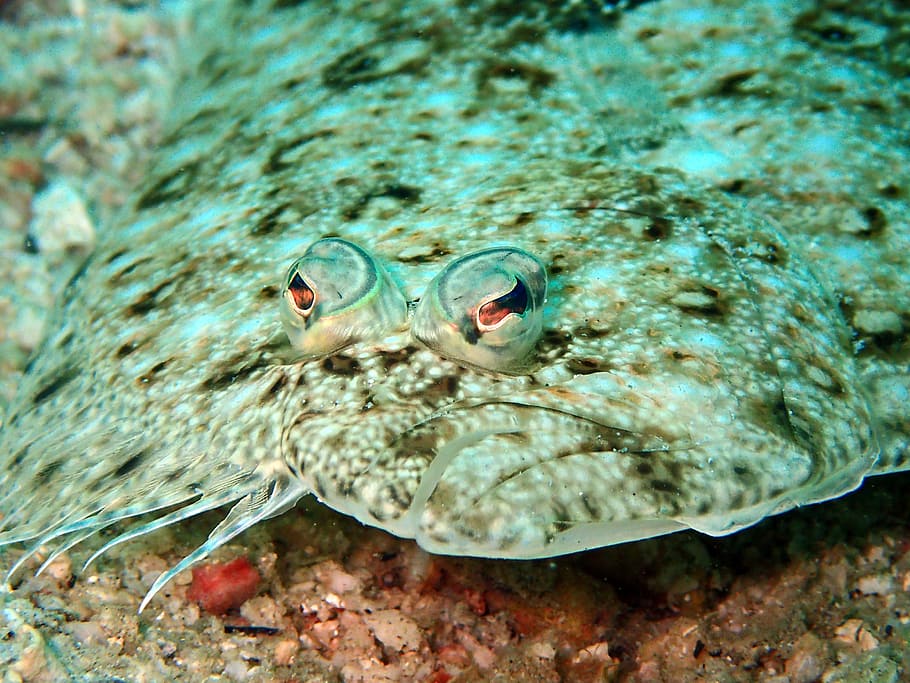 sole, flounder, fish, flatfish, underwater, undersea, one animal HD wallpaper