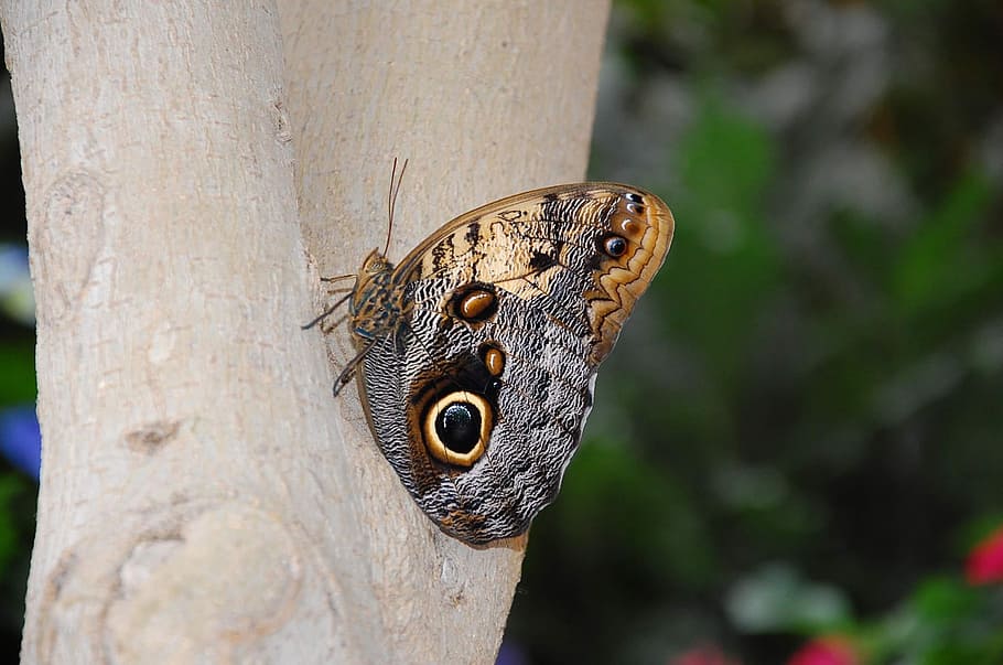 Insect, Butterfly, Nature, animal, wildlife, close-up, reptile HD wallpaper