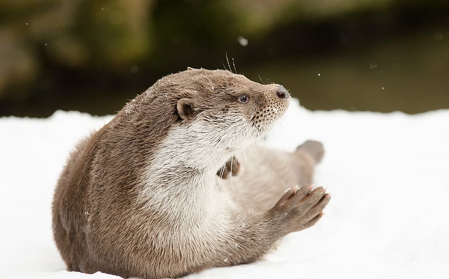 otter, winter, snow, cold, zoo, snowy, relax, fur, animal wildlife HD wallpaper