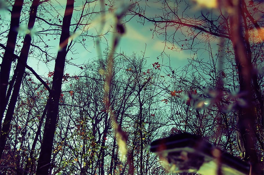 trees, branches, leaves, autumn, blue, plant, forest, nature HD wallpaper