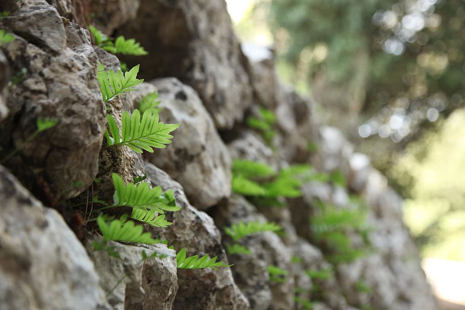 Leaves, Stone Wall, green, rock - object, nature, moss, focus on foreground HD wallpaper