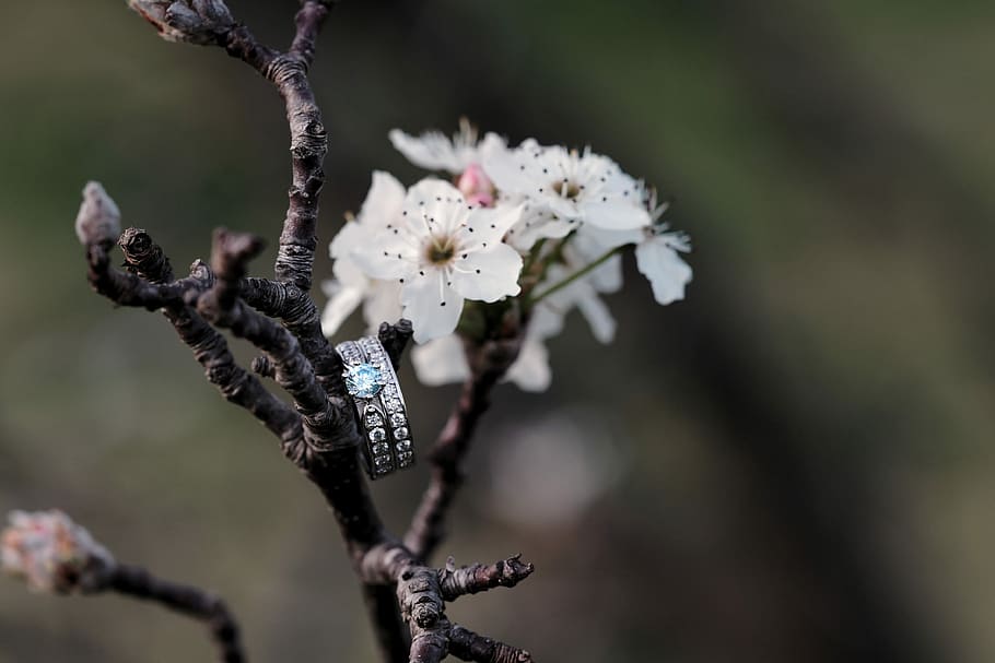 closeup photo of silver-colored ring on branch, close up photography of silver-colored ring hanging on tree branch HD wallpaper