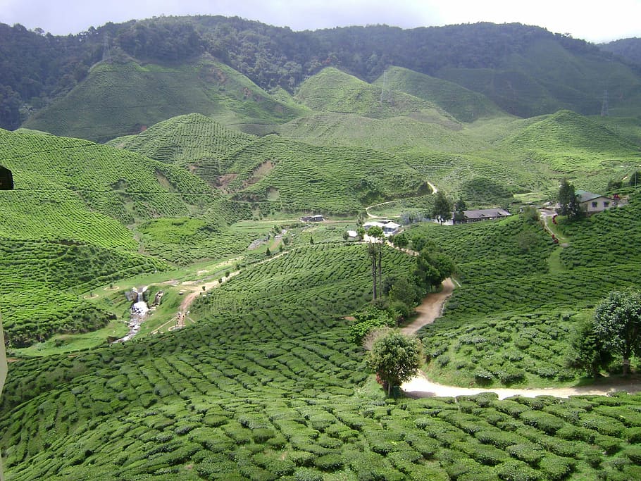 Tea Plantation landscape in Malaysia, photos, landscapes, public domain