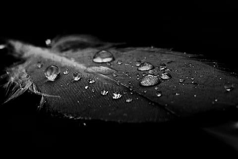 Water, Feather, drop, nature, rain, close-up, macro, wet, raindrop HD wallpaper