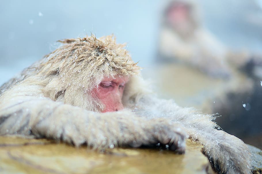 white primate on rock, wet white monkey on brown stone, snow HD wallpaper