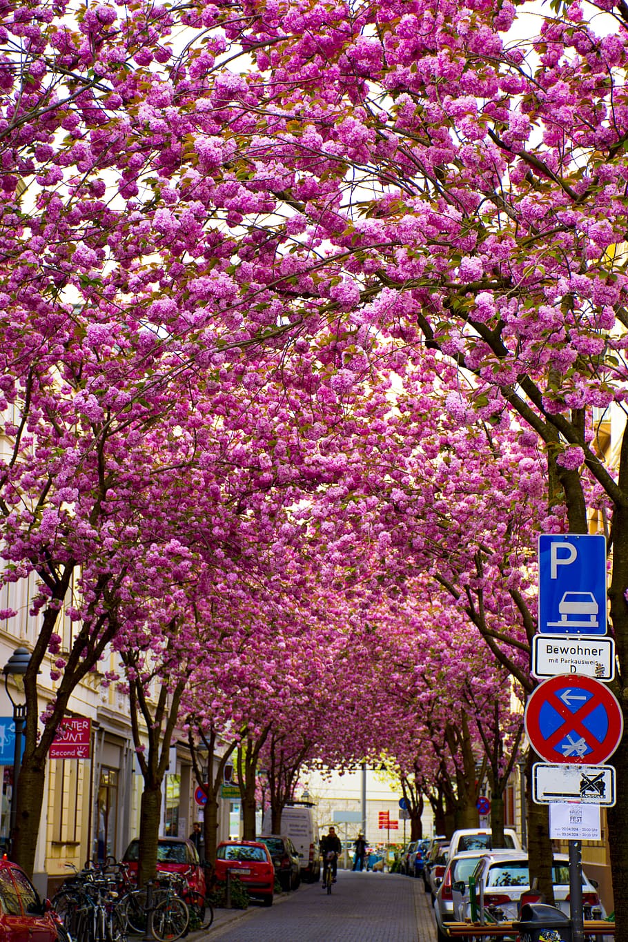 flower, tree, season, plant, pink color, growth, flowering plant HD wallpaper