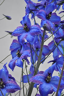 larkspur, blue, flower, close, flowering plant, purple, vulnerability HD wallpaper