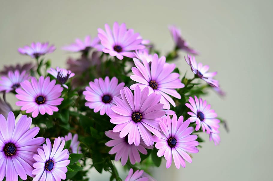 purple petaled flowers closeup photography, green, plant, nature, HD wallpaper